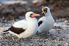 "Du hörst mir nie zu" - Nazcatölpel (Sula granti), Nazca booby, Prince Philip´s steps, Darwin Bay, Insel Genovesa, Galapagos Inseln