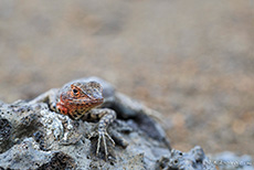 Galápagos Lavaechse (Microlophus albemarlensis), Galápagos Lava Lizard, Insel Bartolomé, Galapagos Inseln