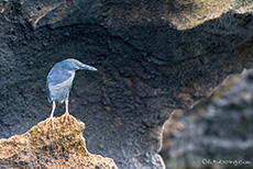 Lavareiher (Butorides sundevalli), Galapagosreiher, Lava heron, Insel Bartolomé, Galapagos Inseln