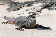 Meerechse (Amblyrhynchus cristatus), Marine iguana, Sullivan Bay, Insel Santiago, Galapagos Inseln