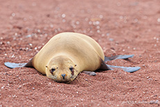 Galápagos-Seelöwe (Zalophus wollebaeki), Galápagos sea lion auf dem roten Lavasand, Insel Rábida, Galapagos Inseln