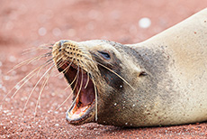 Galápagos-Seelöwe (Zalophus wollebaeki), Galápagos sea lion auf dem roten Lavasand, Insel Rábida, Galapagos Inseln