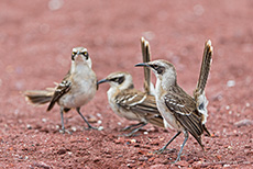 Galapagos-Spottdrosseln (Mimus parvulus), Galápagos mockingbird, Insel Rábida, Galapagos Inseln