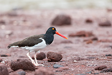 Braunmantel-Austernfischer (Haematopus palliatus), American oystercatcher, Insel Rábida, Galapagos Inseln