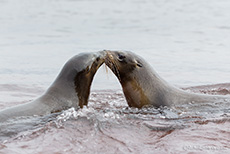 Galápagos-Seelöwen (Zalophus wollebaeki), Galápagos sea lion, Insel Rábida, Galapagos Inseln