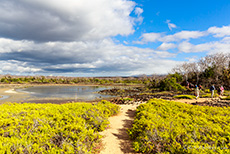 Ein Pfad für zum Dragon Hill, Santa Cruz, Galapagos Inseln