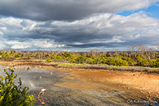 Lagune mit einem einsamen Flamingo, Santa Cruz, Galapagos Inseln
