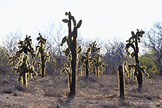 Baumopuntien (Opuntia echiops), Santa Cruz, Galapagos Inseln