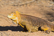 Drusenköpfe (Conolophus) oder Galapagos-Landleguane, Galápagos land iguanas, Santa Cruz, Galapagos Inseln