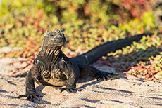 Meerechse (Amblyrhynchus cristatus), Marine iguana am Sandstrand, Santa Cruz, Galapagos Inseln