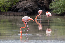 Rosaflamingo (Phoenicopterus roseus),  Greater flamingo, in einer Lagune, Santa Cruz, Galapagos Inseln