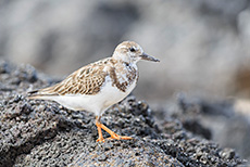 Steinwälzer (Arenaria interpres), Ruddy turnstone, Los Bachas, Santa Cruz, Galapagos Inseln