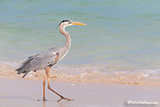 Kanadareiher (Ardea herodias), Great blue heron, Los Bachas, Santa Cruz, Galapagos Inseln