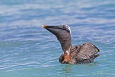 Brauner Pelikan (Pelecanus occidentalis), Brown pelican mit vollem Schnabel, Los Bachas, Santa Cruz, Galapagos Inseln