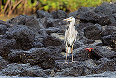 Kanadareiher (Ardea herodias), Great blue heron, Insel Baltra, Galapagos Inseln