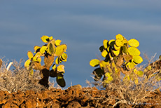 Baumopuntien (Opuntia echiops) im Abendlicht, Insel Baltra, Galapagos Inseln