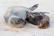 Ein frisch panierter Galápagos-Seelöwe (Zalophus wollebaeki), Galápagos sea lion, mit Jungtier, Insel Santa Fe, Galapagos Inseln