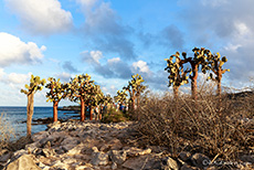 Baumopuntien (Opuntia echiops), Insel Santa Fe, Galapagos Inseln