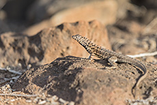 Galápagos Lavaechse (Microlophus albemarlensis), Galápagos Lava Lizard, Insel Santa Fe, Galapagos Inseln