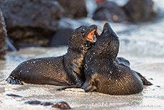 Baby Galápagos-Seelöwen beim Spielen (Zalophus wollebaeki), Galápagos sea lion, Insel Santa Fe, Galapagos Inseln