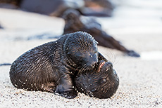 Baby Galápagos-Seelöwen beim Spielen (Zalophus wollebaeki), Galápagos sea lion, Insel Santa Fe, Galapagos Inseln