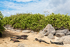 Hier muss man aufpassen wo man hintritt, Punta Suárez, Insel Espanola, Galapagos Inseln