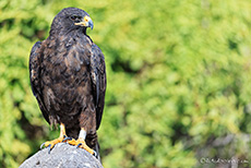 Galapagosbussard (Buteo galapagoensis), en: Galapagos hawk, Punta Suárez, Insel Espanola, Galapagos Inseln