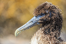 Junger Galapagosalbatros (Phoebastria irrorata), Waved albatross, Galapagos albatross, Punta Suárez, Insel Espanola, Galapagos Inseln