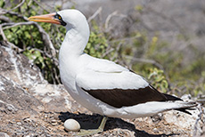 Nazcatölpel mit Ei (Sula granti), Nazca booby, Punta Suárez, Insel Espanola, Galapagos Inseln