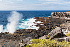 Blowhole an der Felsküste von Punta Suárez, Insel Espanola, Galapagos Inseln