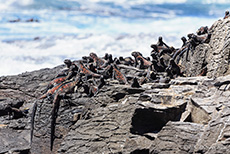Meerechsen beim Sonnenbad, Punta Suárez, Insel Espanola, Galapagos Inseln