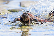 Meerechse in Aktion (Amblyrhynchus cristatus), Marine iguana, Punta Suárez, Insel Espanola, Galapagos Inseln