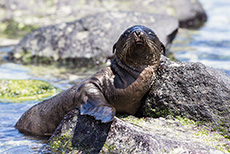 Baby Galápagos-Seelöwe (Zalophus wollebaeki), Galápagos sea lion, Punta Suárez, Insel Espanola, Galapagos Inseln