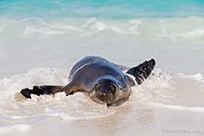 Galápagos-Seelöwe (Zalophus wollebaeki), Galápagos sea lion, Gardner Bay, Insel Espanola, Galapagos Inseln