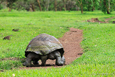 Galápagos-Riesenschildkröte (Chelonoidis nigra), Galápagos tortoise, Santa Cruz, Galapagos Inseln