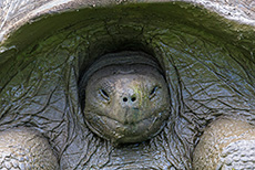 Nahaufnahme - bitte recht freundlich, Santa Cruz, Galapagos Inseln