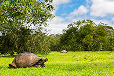 Galápagos-Riesenschildkröte (Chelonoidis nigra), Galápagos tortoise, Santa Cruz, Galapagos Inseln