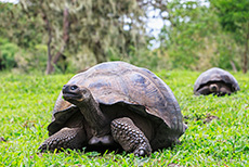 Galápagos-Riesenschildkröte (Chelonoidis nigra), Galápagos tortoise, Santa Cruz, Galapagos Inseln