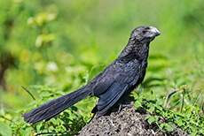 Glattschnabelani (Crotophaga ani), Smooth-billed ani, Santa Cruz, Galapagos Inseln