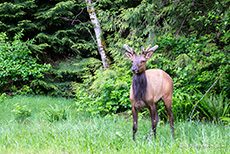 Wapiti Hirsch am Botanical Beach PP bei Port Renfrew