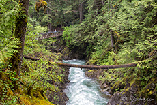 immer wieder liegen Bäume über dem Fluss, Little Qualicum Falls Provincial Park, Vancouver Island