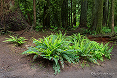 immer wieder klasse Farne im MacMillan Provincial Park, Vancouver Island