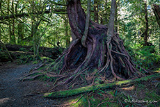 klasse Vegetation am Schooner Cove Trail