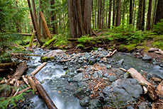 bei den Lupin Falls, Strathcona Provincial Park