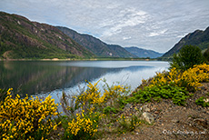 überall wächst der Ginster, Strathcona Provincial Park