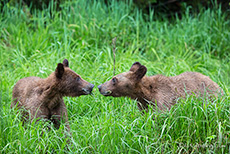 Nase an Nase sind die zwei Halbstarken