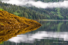 tolle Spiegelung, Khutzeymateen Grizzly Bear Sanctuary