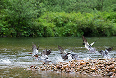 Gänsesäger im Khutzeymateen Grizzly Bear Sanctuary