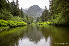 es regnet immer wieder, Khutzeymateen Grizzly Bear Sanctuary