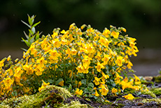 kleine Orchideen auf einem Baumstamm